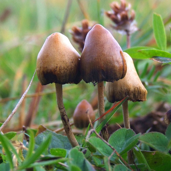 Psilocybe Mushroom