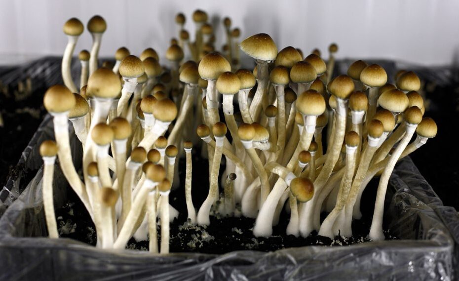 Detroit just decriminalized psychedelics and ‘magic mushrooms.’ Here’s what that means