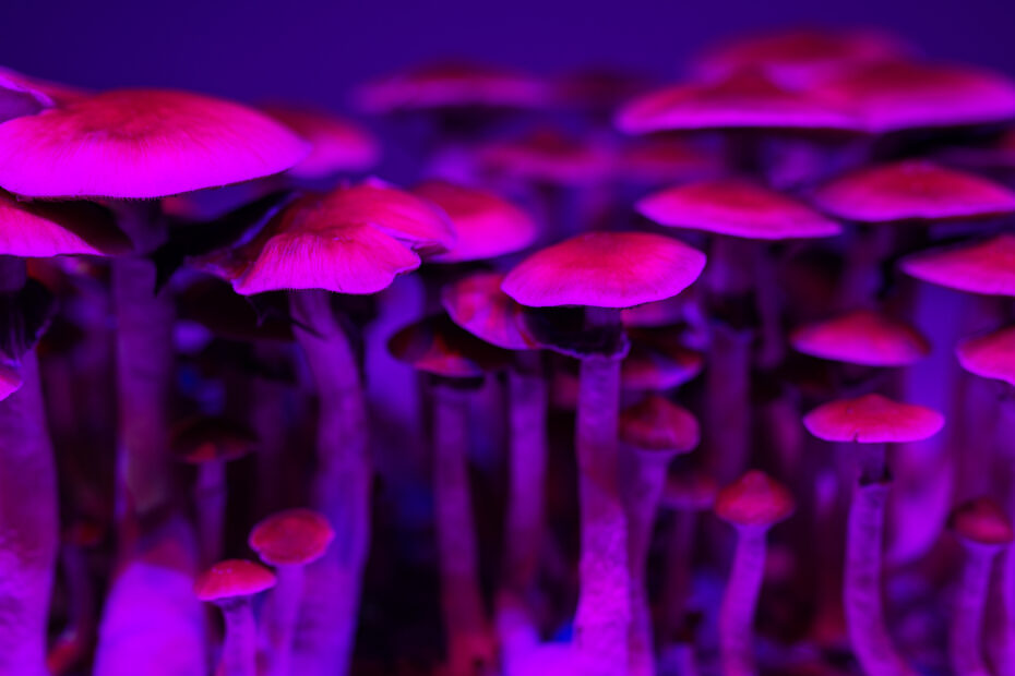 ‘Magic' Mushrooms, Ecstasy and Other Psychedelics Could Become Legal in California