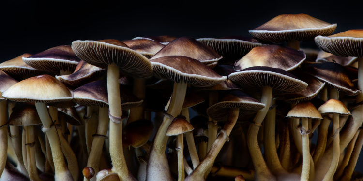Scientists have started to examine whether “magic” mushrooms can help in the fight against obesity